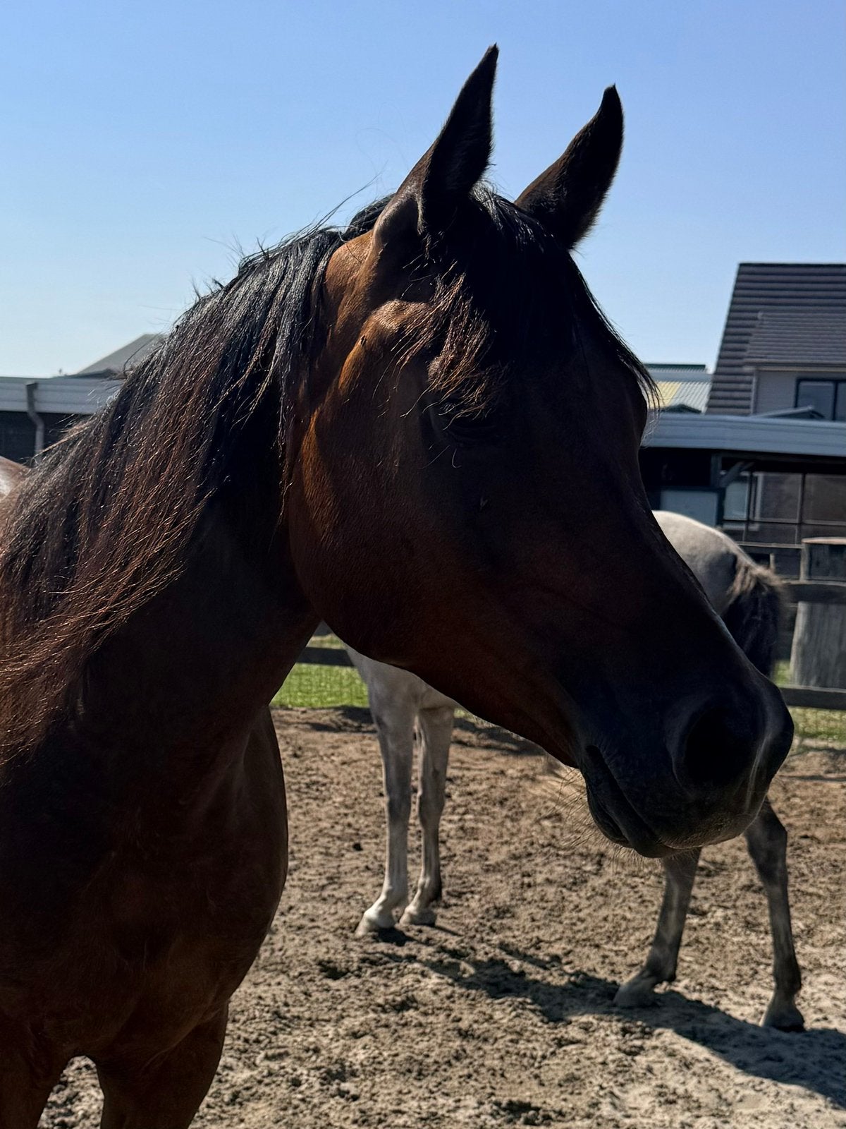 Prachtige en lieve e-pony ruin, 5 jaar oud, Dieren en Toebehoren, E pony (1.48m - 1.57m), Met stamboom, Ruin, Zadelmak