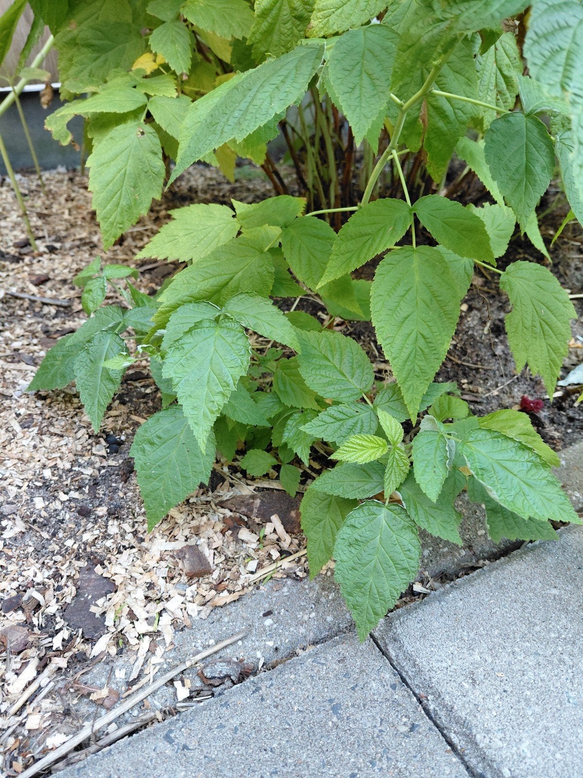 Framboos Stekken *Biologisch*, Tuin en Terras, Planten | Tuinplanten, Volle zon, Vaste plant, Ophalen of Verzenden, Zomer