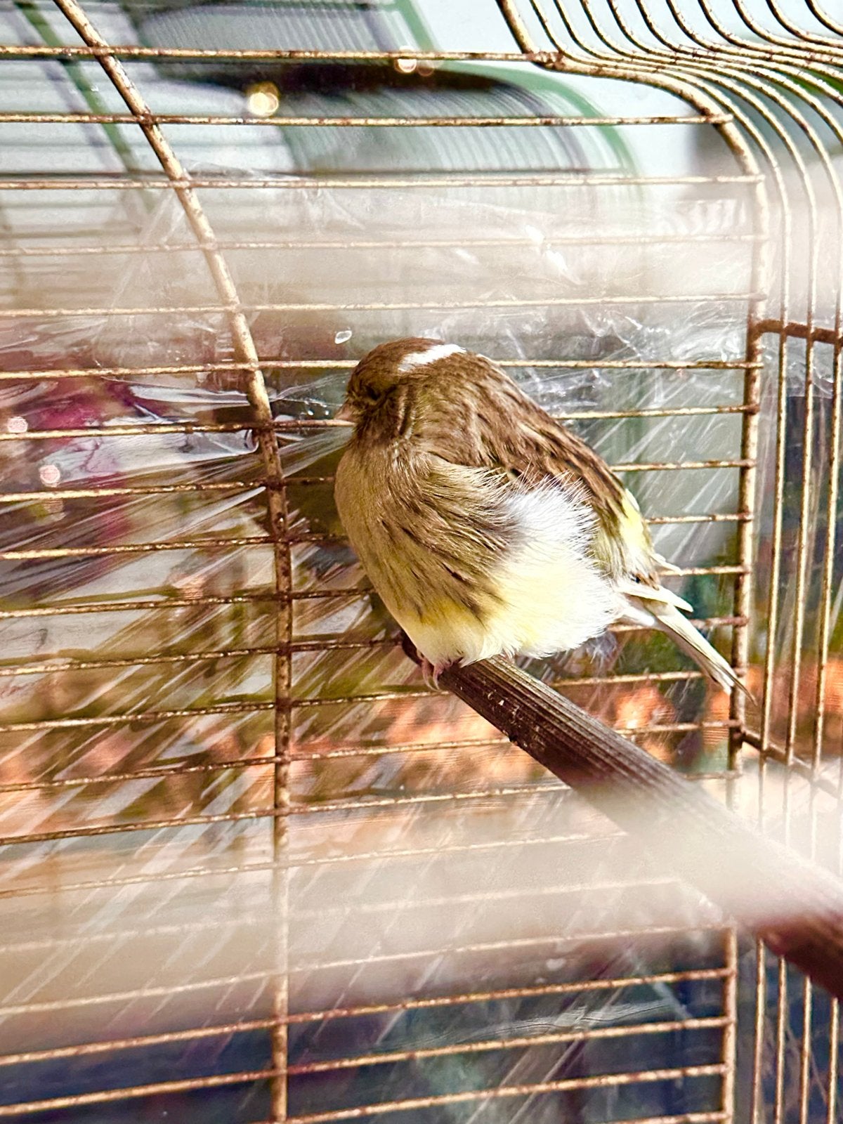Mooie Gele Gloster Kanarie (Pop) inclusief Grote Vogelkooi