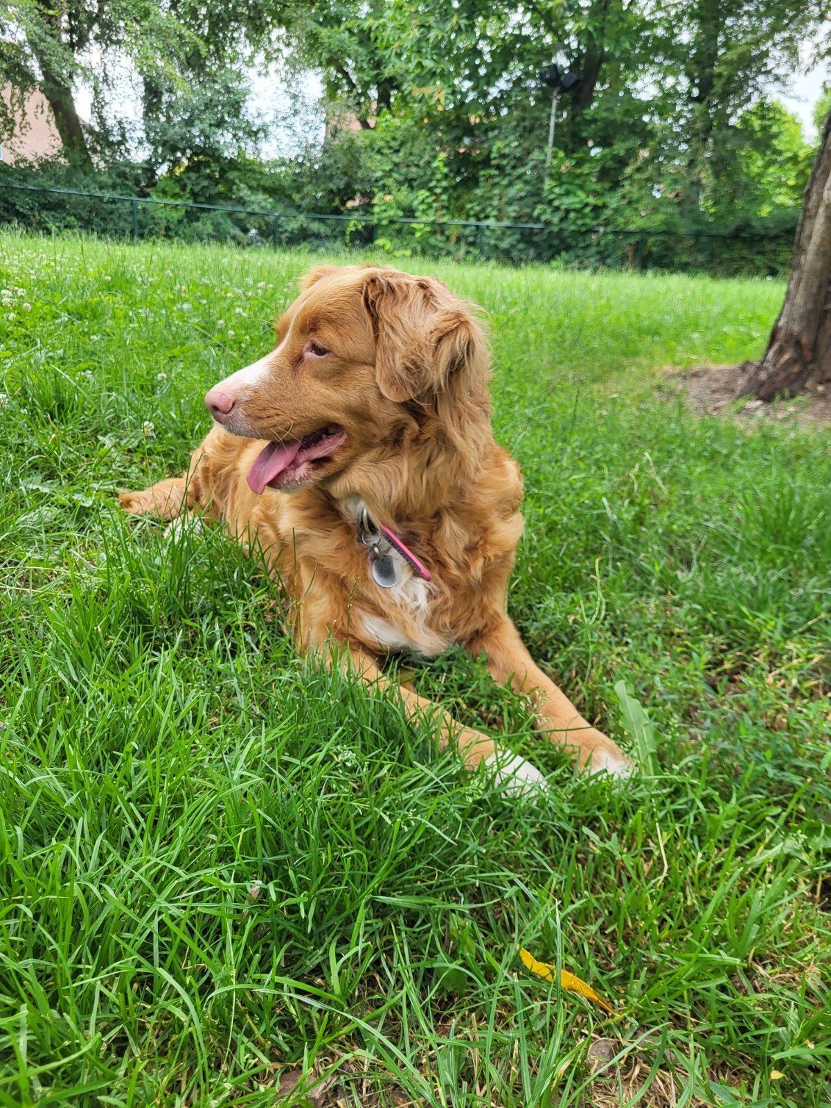 Nova Scotia duck tolling retriever pups., Parvo, Overige rassen, 8 tot 15 weken, Meerdere