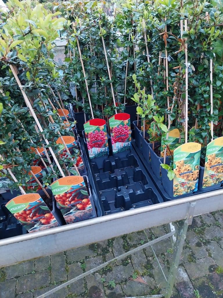 Pyracantha (Vuurdoorn) - Diverse kleuren bessen, Tuin en Terras, Planten | Tuinplanten, Vaste plant, Klimplanten, Volle zon, Lente