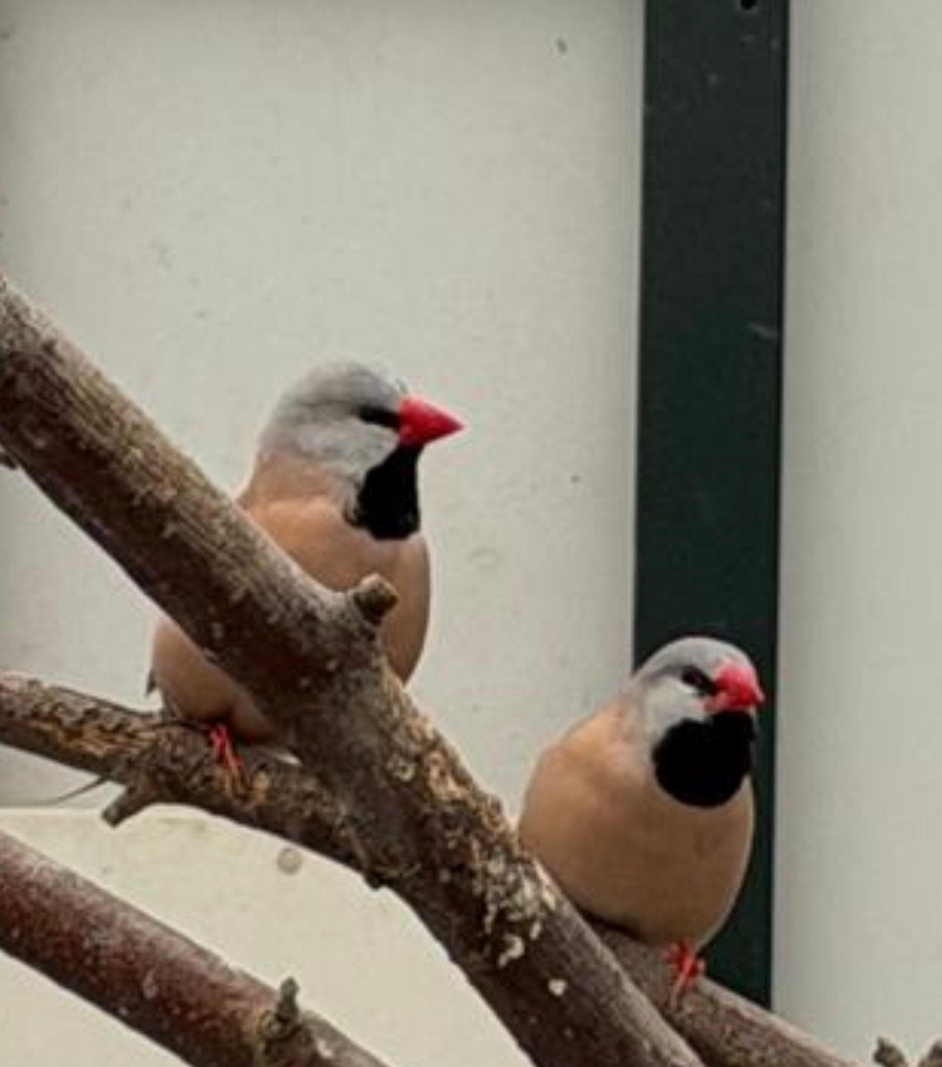 Spitstaartamadine koppel, Dieren en Toebehoren, Meerdere dieren