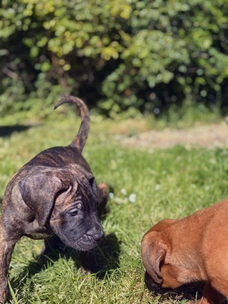 Boerboel x Presa Canario pups te koop, Parvo, Overige rassen, 8 tot 15 weken, Meerdere