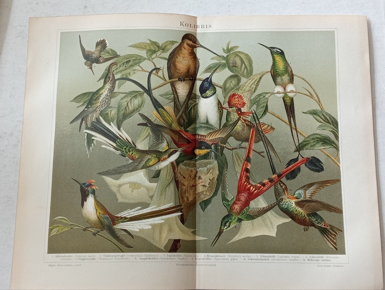Litho Kolibries 1895 Vogelsoorten Ornithologie, Ophalen of Verzenden, Voor 1940, Gebruikt