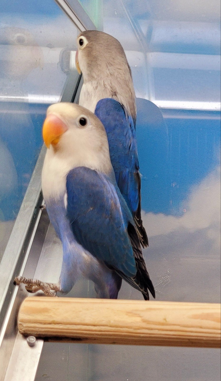 Agapornissen Fischeri in diverse kleuren., Meerdere dieren, Dwergpapegaai of Agapornis