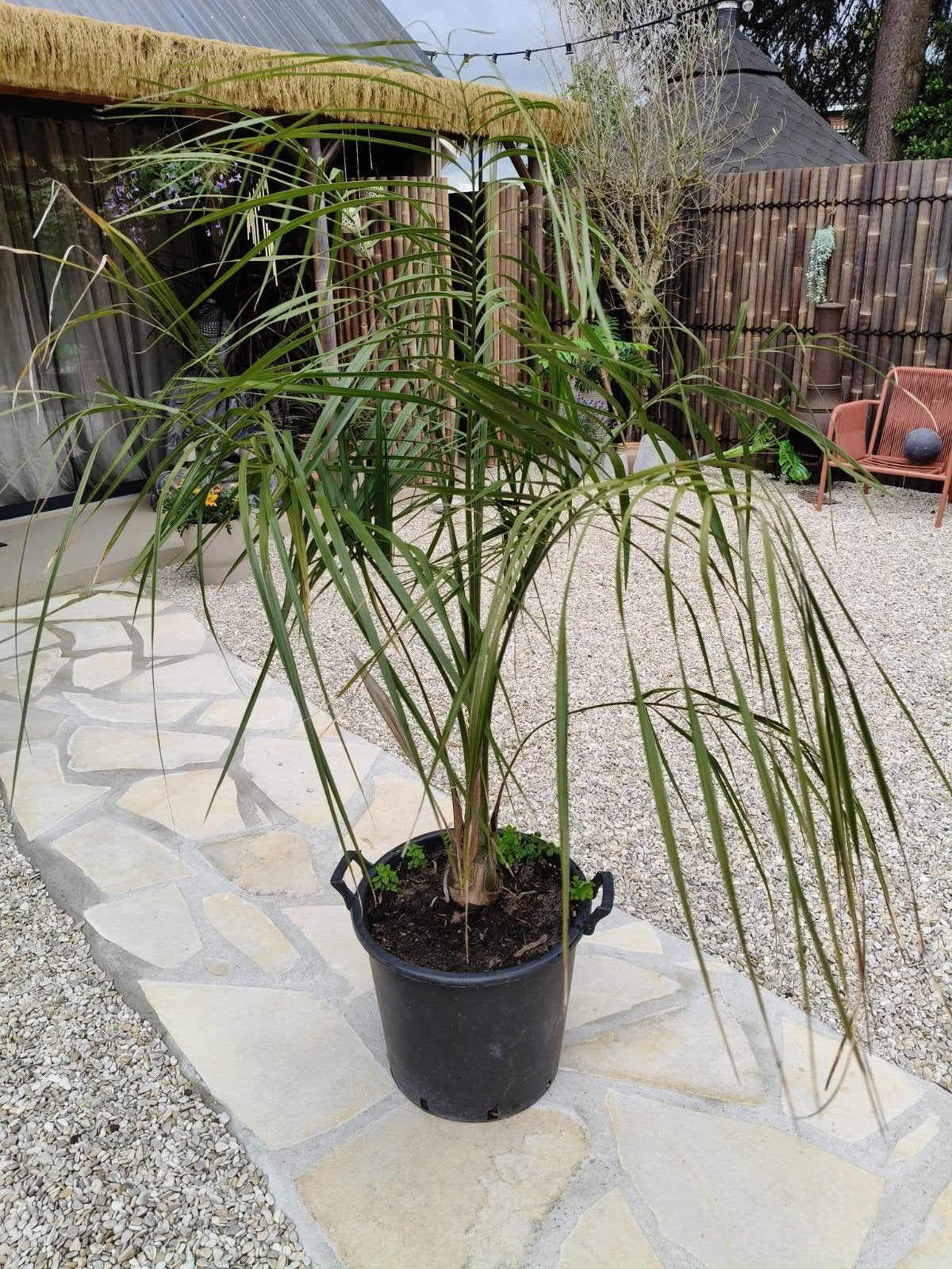 Butia paraquayensis x syagrus, Ophalen of Verzenden, Overige soorten, Volle zon