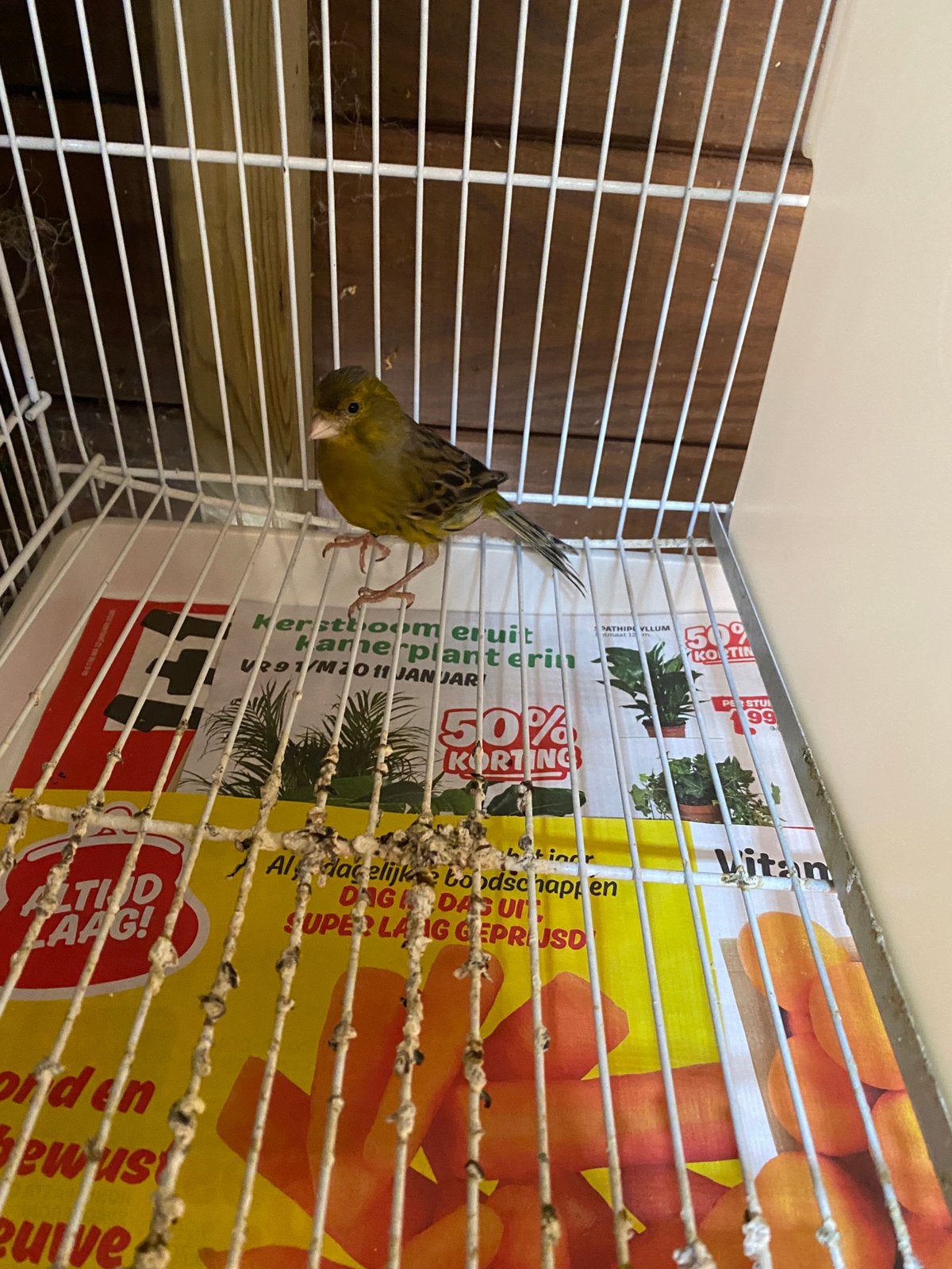Kanarie pop, Dieren en Toebehoren, Vogels | Kanaries, Vrouwelijk, Kleurkanarie