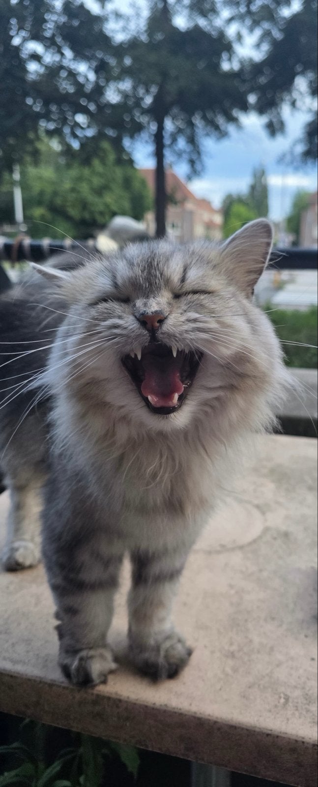 Vermist, Kat