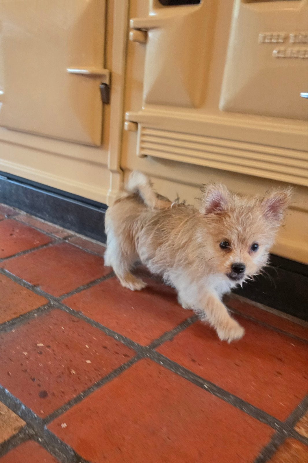boomerpups x pomsky, Parvo, 8 tot 15 weken, Teef, Meerdere