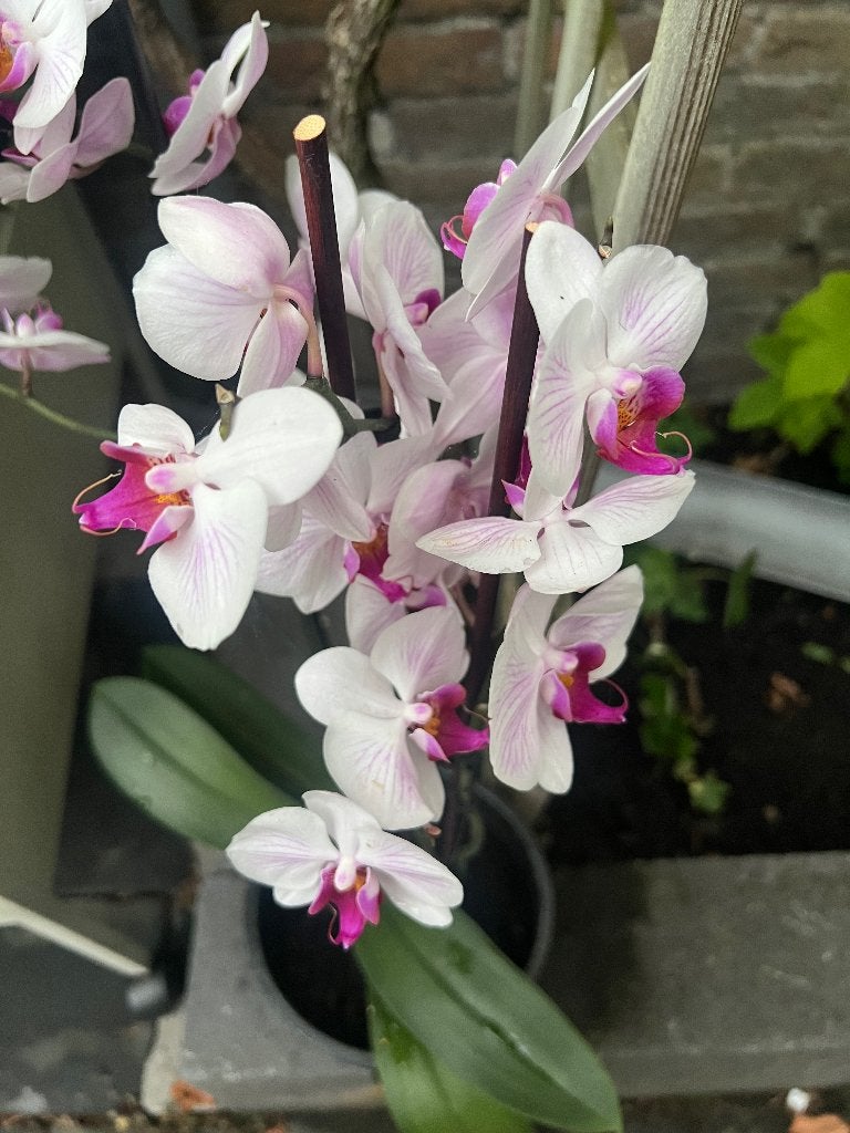 Plants, Ophalen, Halfschaduw, Minder dan 100 cm