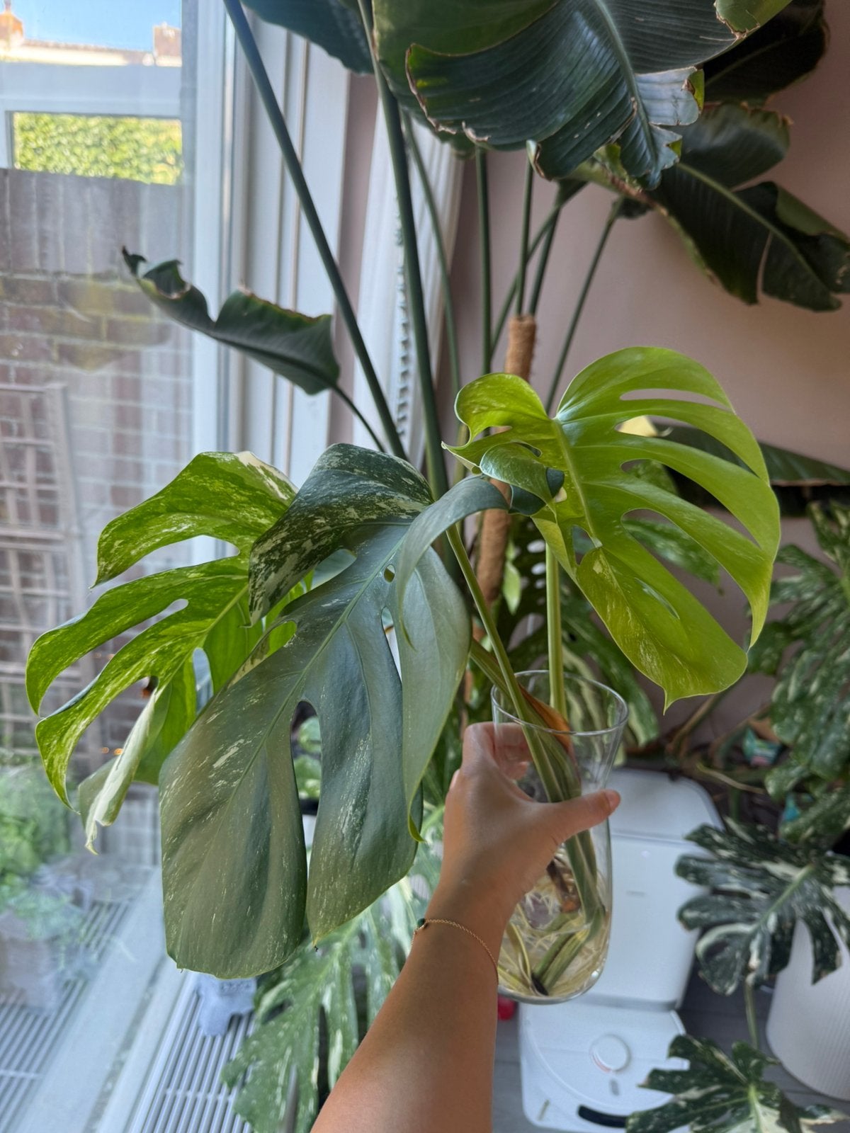 Monstera albo variegata top stek met 3 bladeren, Ophalen, Halfschaduw, Minder dan 100 cm