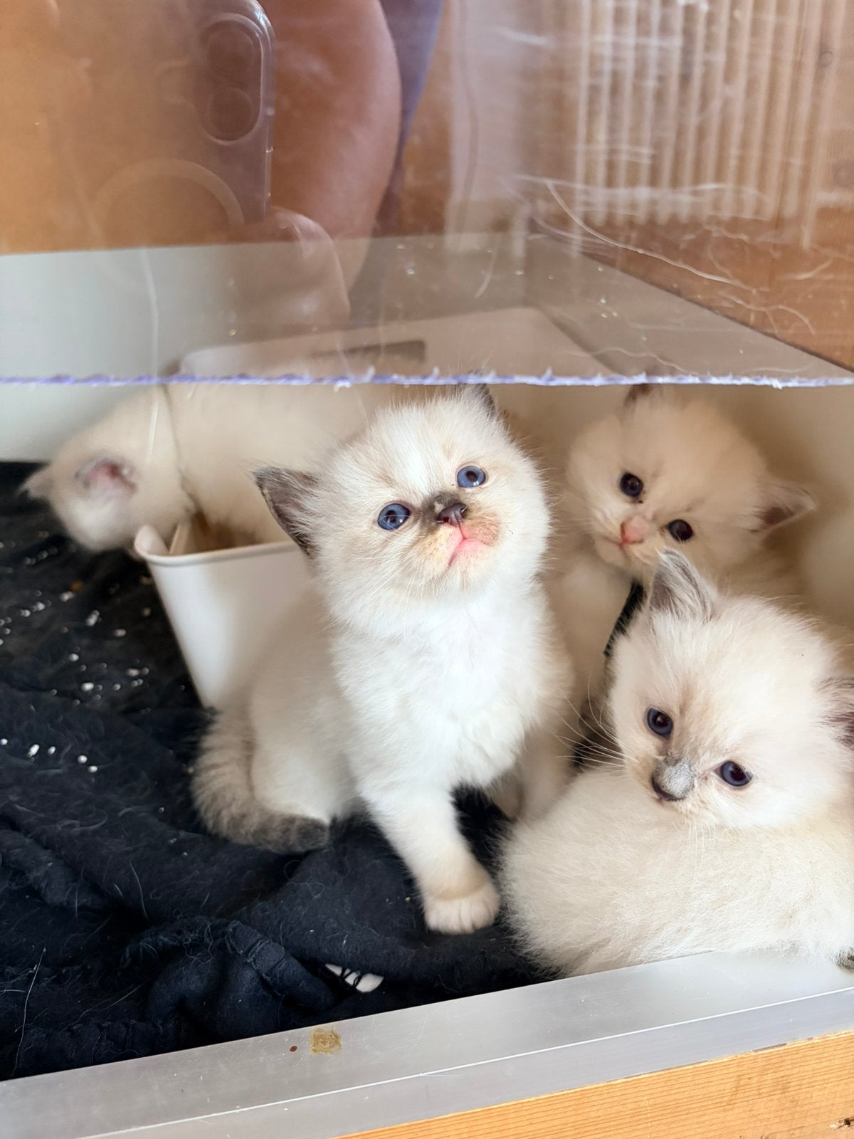 1 heel lief aanhankelijk katertje beschikbaar!, Meerdere dieren, Ontwormd, 0 tot 2 jaar
