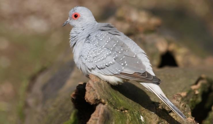 Gezocht: Diamantduifje duivin (vrouwtje), Dieren en Toebehoren, Vrouwelijk, Tropenvogel