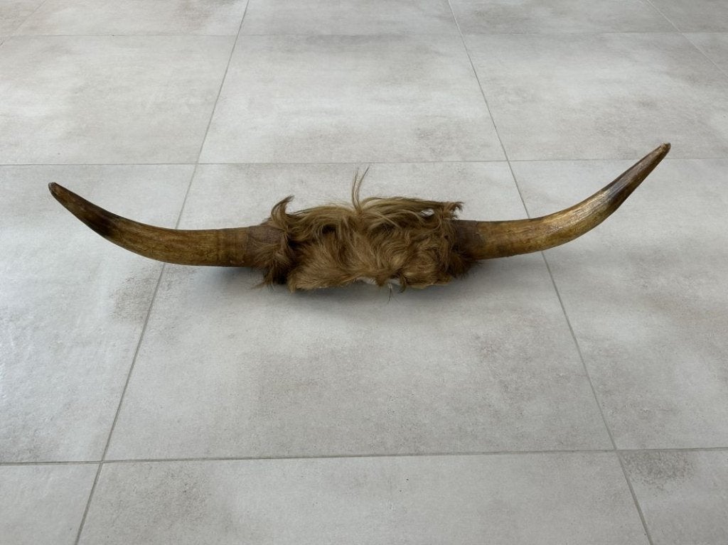 Koe of stierenkop met hoorns en stuk kop met vacht, Verzamelen, Ophalen of Verzenden, Gebruikt, Boerderijdier, Gewei of Kop