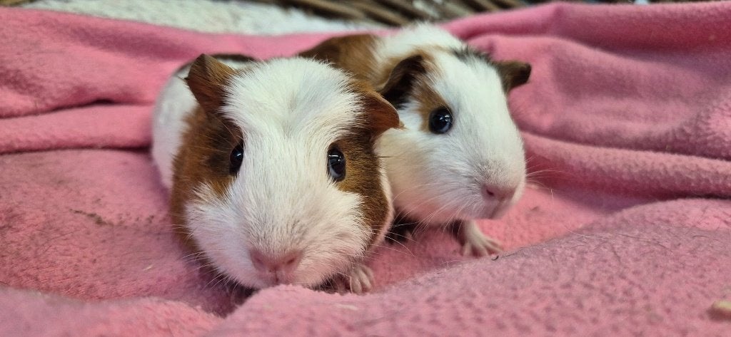 Cavia Koppel FENNY & FIONA uit de opvang zoeken een tehuis!, Dieren en Toebehoren, Cavia, Juni, Meerdere dieren, Tam