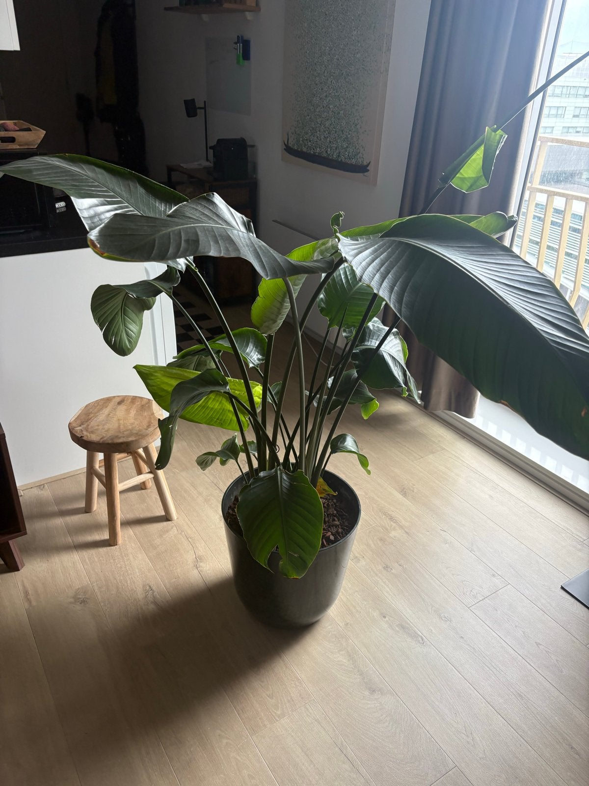 Strelitzia van 160cm hoog met pot van 40cm diameter, Ophalen, Overige soorten, Halfschaduw, In pot