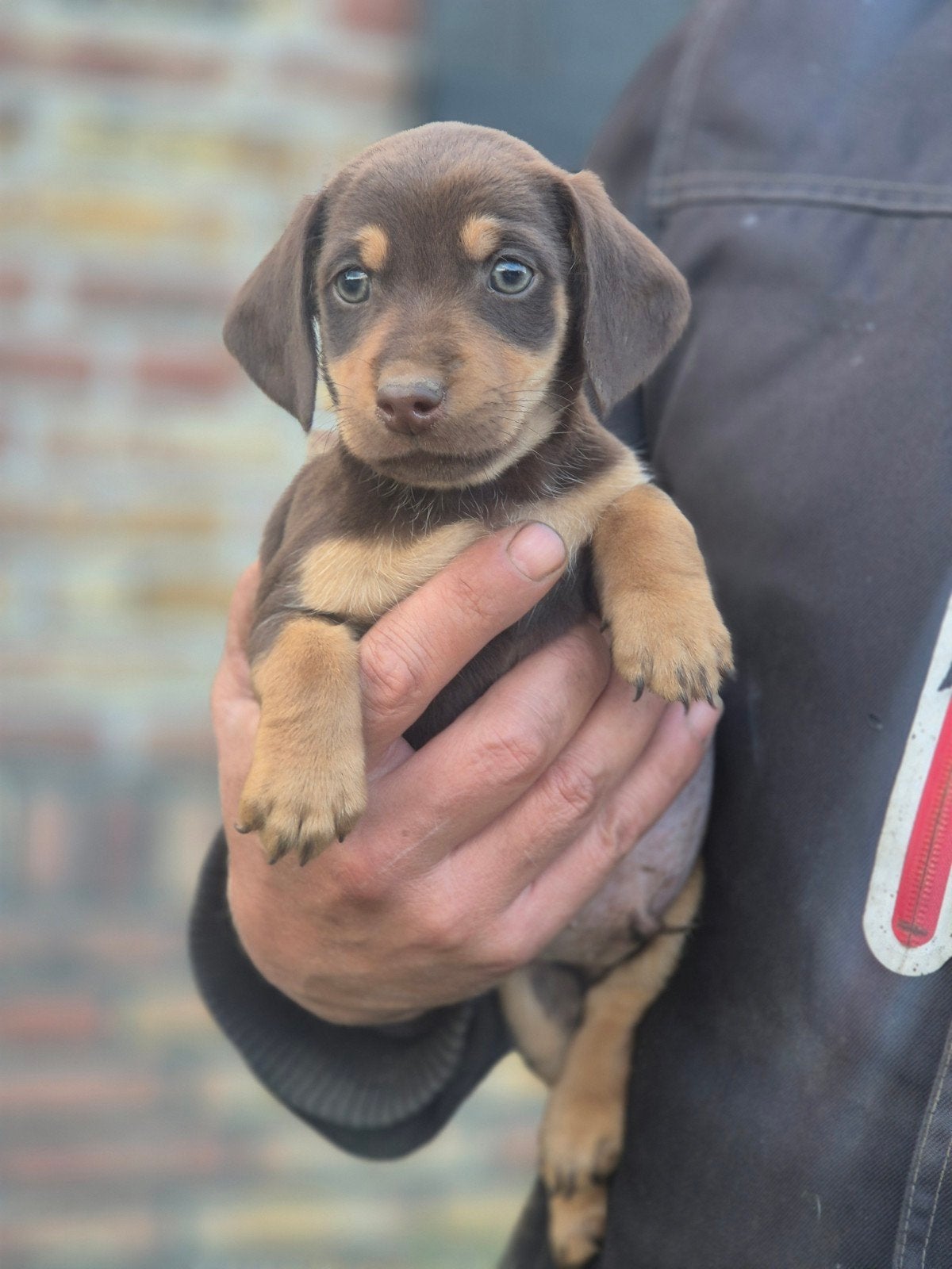 teckel kruising jack russel pups, CDV (hondenziekte), 8 tot 15 weken, Meerdere, Meerdere dieren