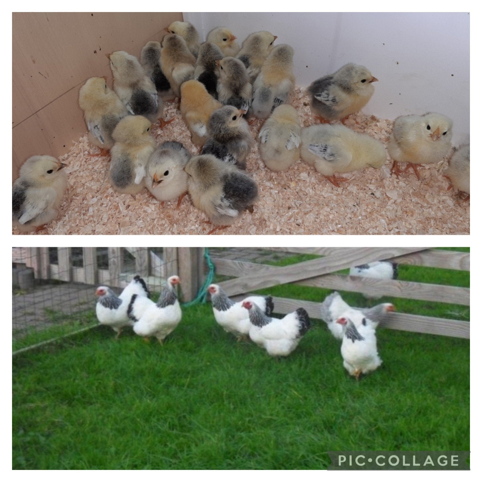 ❤6 wyandotte kriel kuikens 🐥kl columbia raszuiver., Dieren en Toebehoren, Pluimvee, Geslacht onbekend, Kip