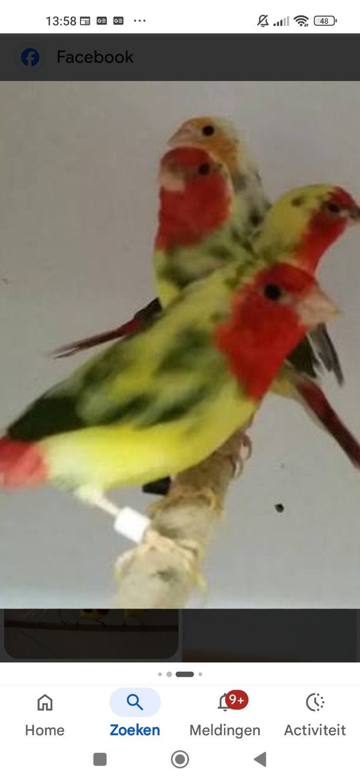 gezocht bonte/lutino roodkop, Dieren en Toebehoren, Meerdere dieren