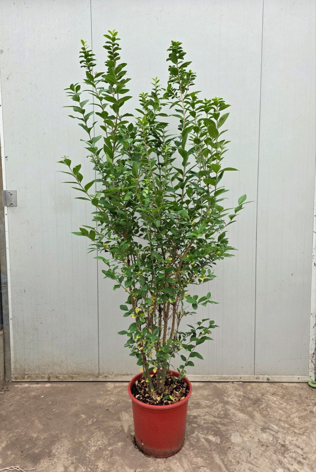 Liguster (Ligustrum ovalifolium) 175-200cm, Ophalen of Verzenden, Liguster, Haag, 100 tot 250 cm