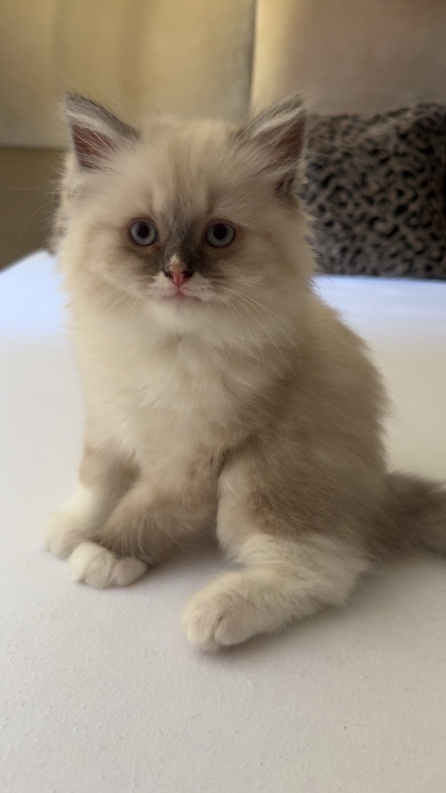 7 Brits Langhaar kittens cattery in Roermond, Meerdere dieren