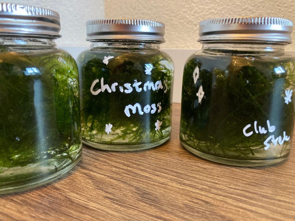 Christmas moss aquarium plant mos, Inclusief planten, N.v.t., Plant(en), Steen of Hout, N.v.t.