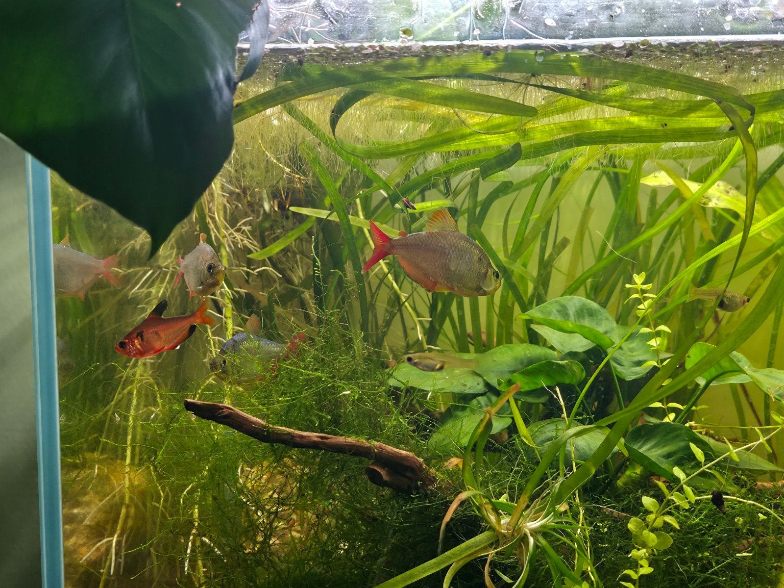 3 vissen (tetra Colombia) school vis