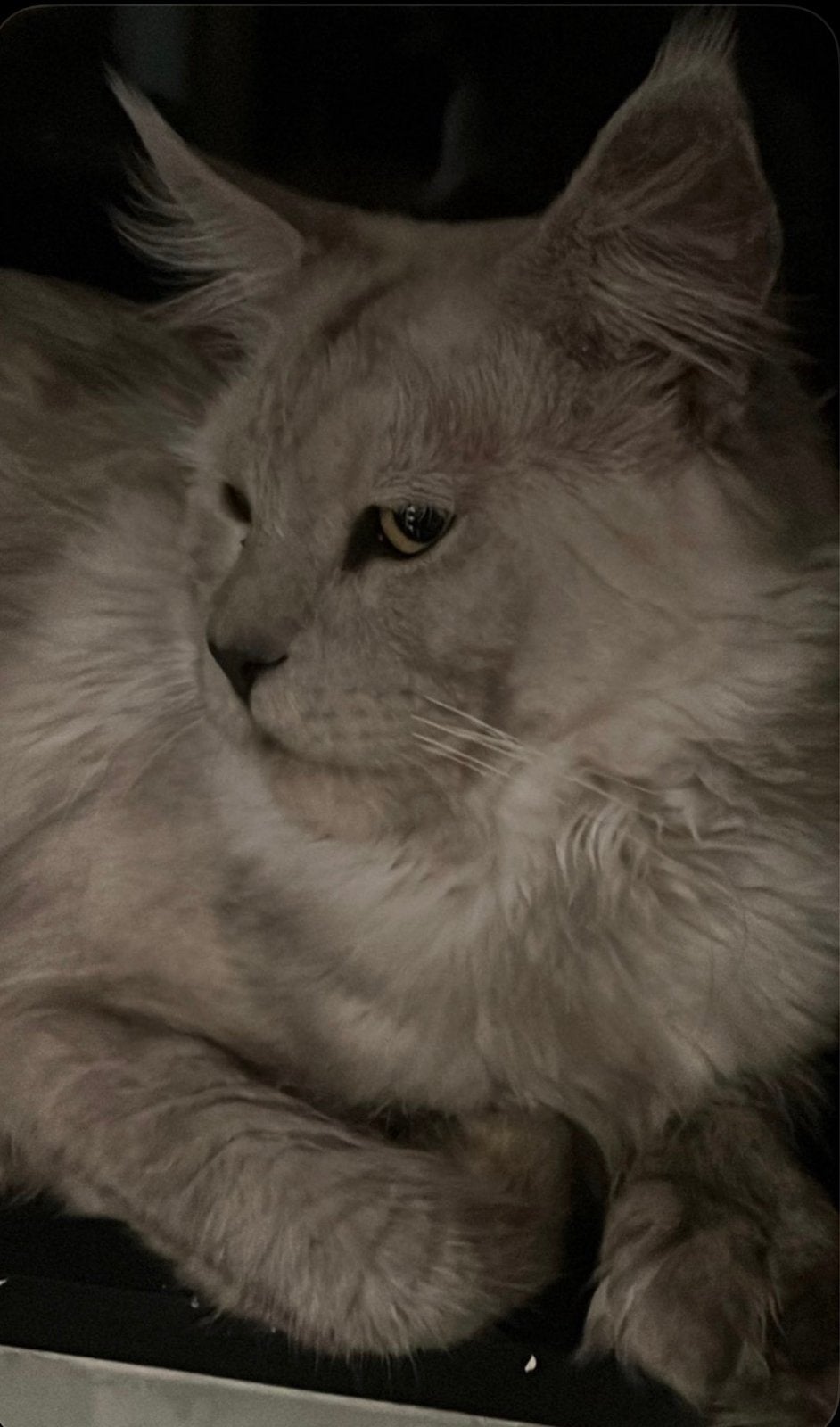 Nog 1 prachtig / Mainecoon x Britse  xxl kitten, Poes, Ontwormd, 0 tot 2 jaar