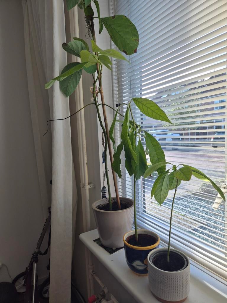 Avocado planten 3x - diverse hoogtes, Huis en Inrichting, Kamerplanten, 100 tot 150 cm, Fruitplant, Ophalen of Verzenden, In pot