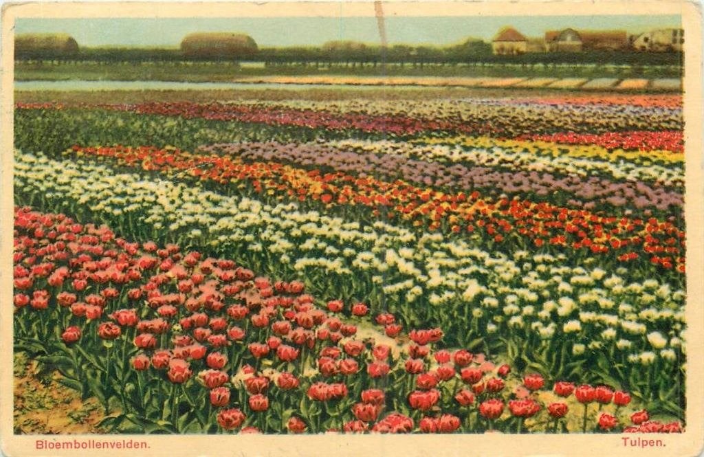 388-504-039 Bloembollenvelden Tulpen, Verzenden, Voor 1920