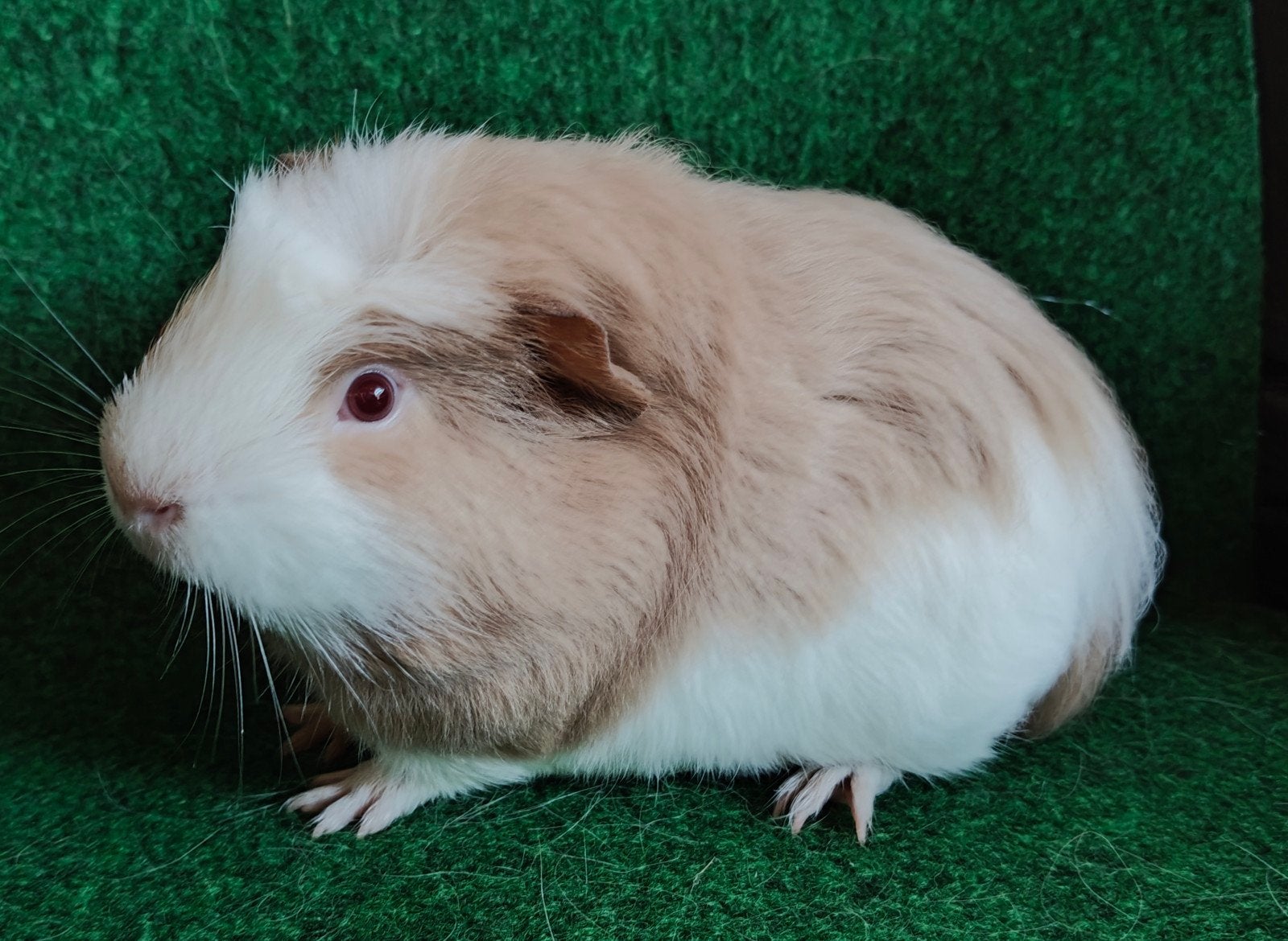 cavia lilac beertje, Dieren en Toebehoren, Juli, Mannelijk, Cavia