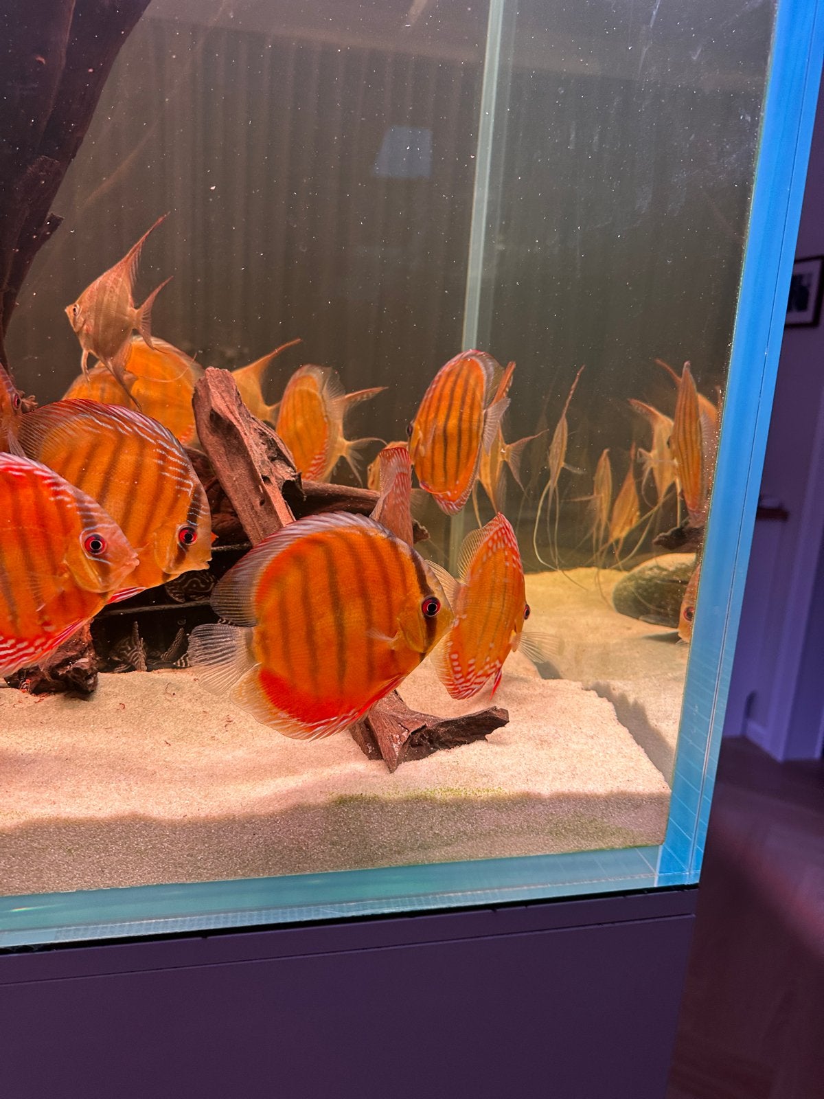 Vildvange discus paracini, heckel .mari mari, Vis