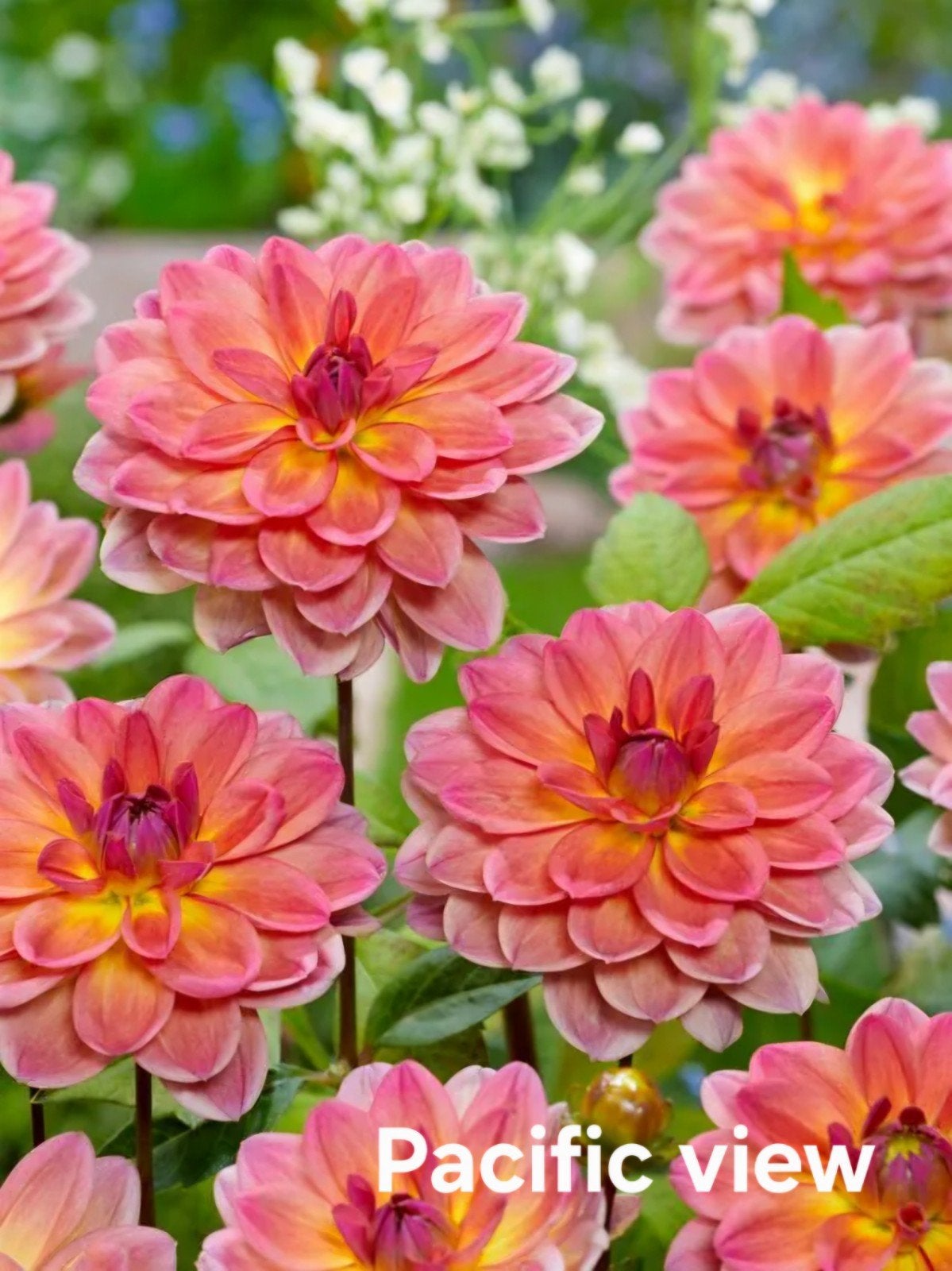 Dahlia Pacific vieuw in pot, Ophalen, Volle zon, Knol