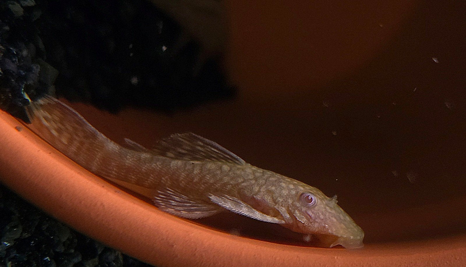ansistrus albino algeneters, Dieren en Toebehoren, Amfibie, 0 tot 2 jaar