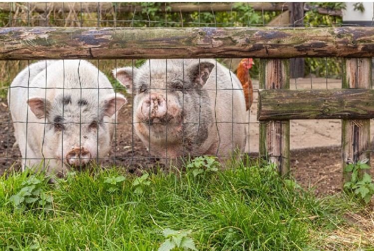 2 varkens, Dieren en Toebehoren, Schapen, Geiten en Varkens, Vrouwelijk, Schaap