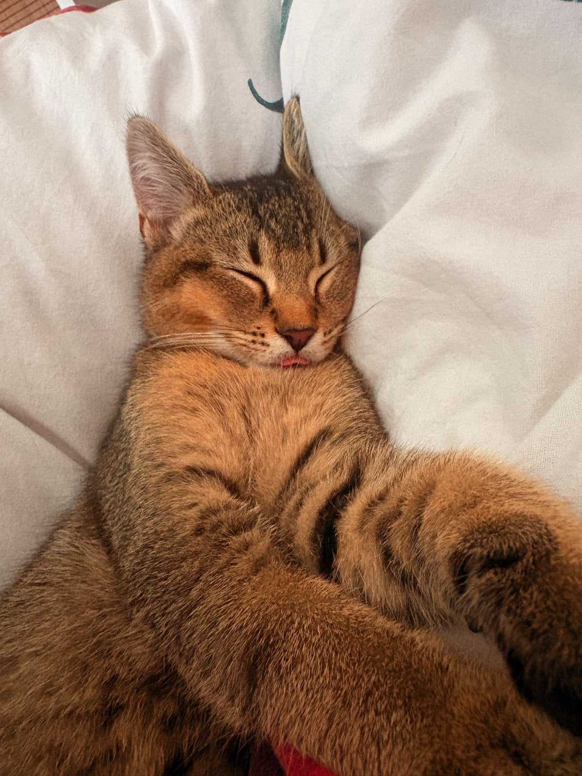 Britse korthaar, Dieren en Toebehoren, Kater, Kortharig, 0 tot 2 jaar
