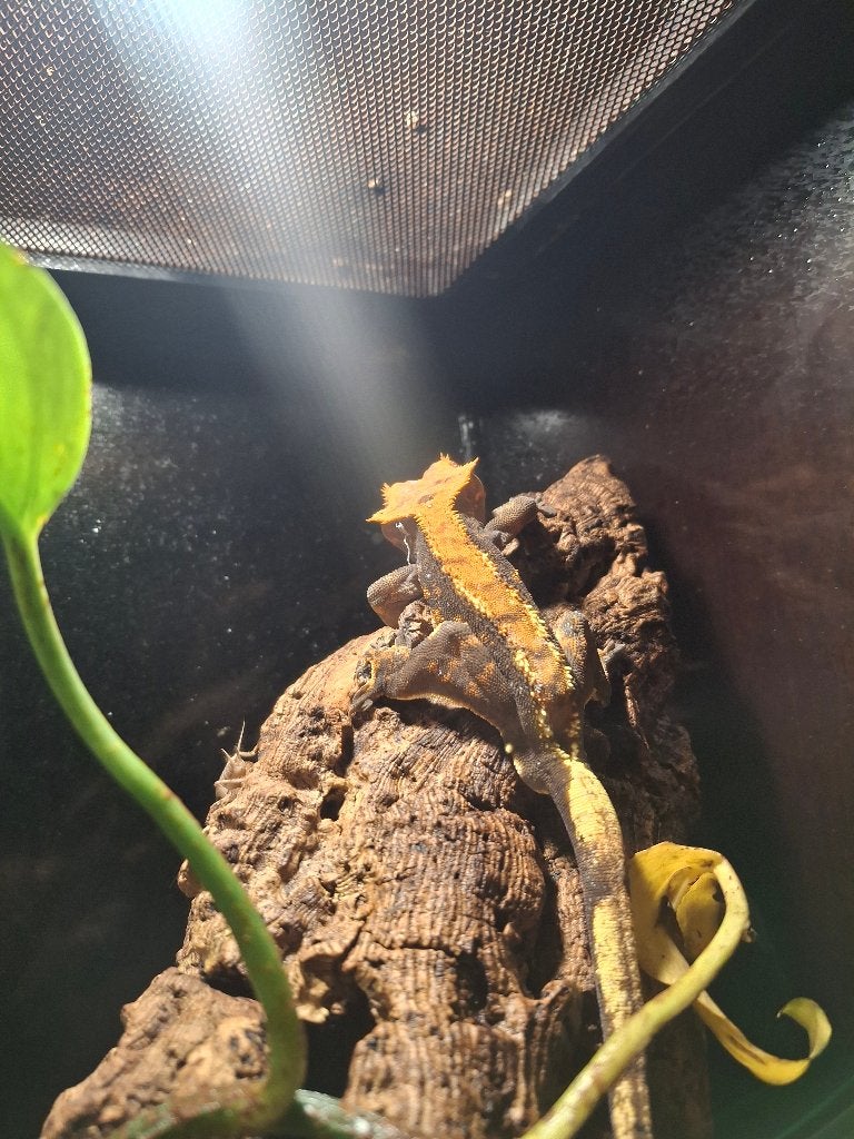 Gekko ,terrarium, Januari, Meerdere dieren