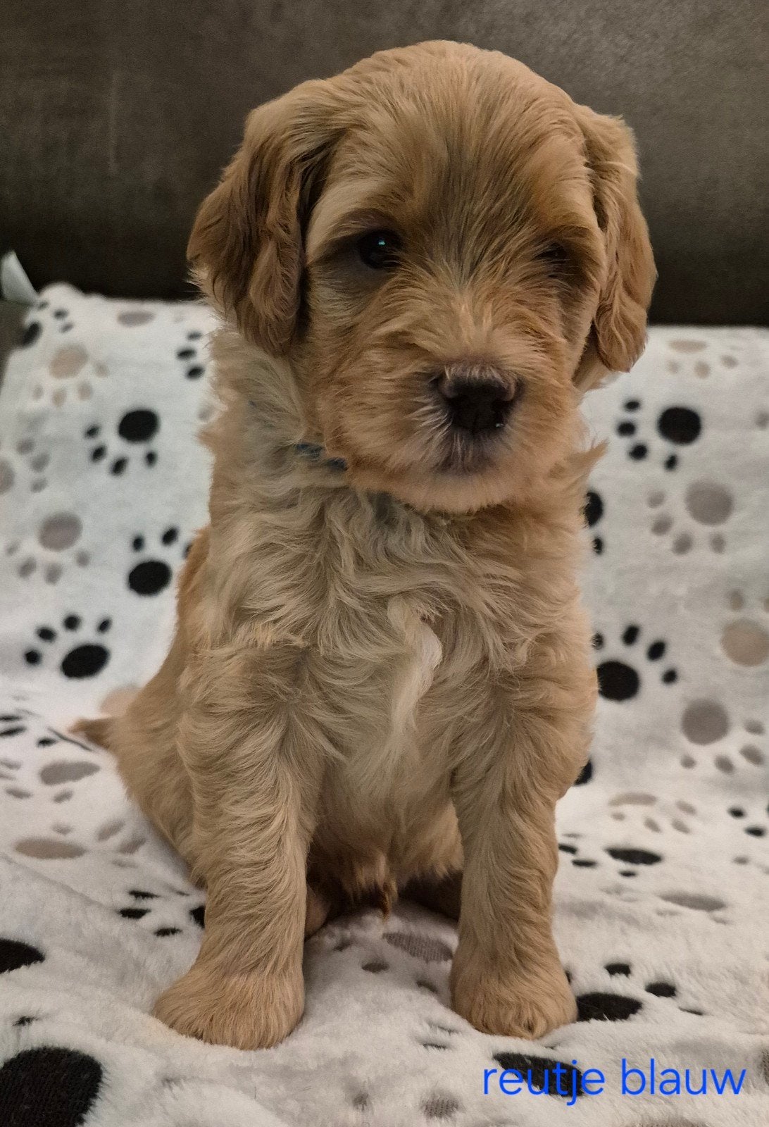 Australian Labradoodle pups(nog 3 pups beschikbaar), Overige rassen, CDV (hondenziekte), 8 tot 15 weken, Meerdere