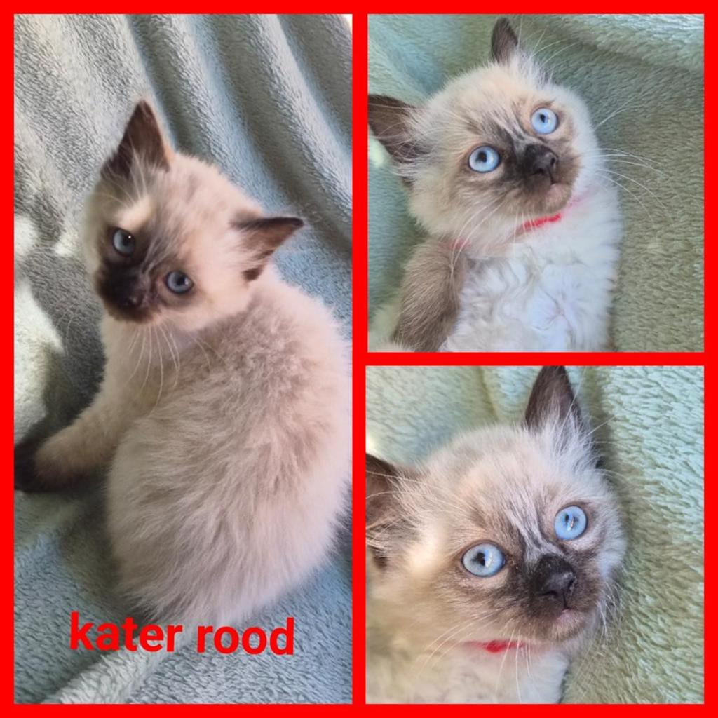 Super mooie Ragdoll kittens, Meerdere dieren, Ontwormd, 0 tot 2 jaar