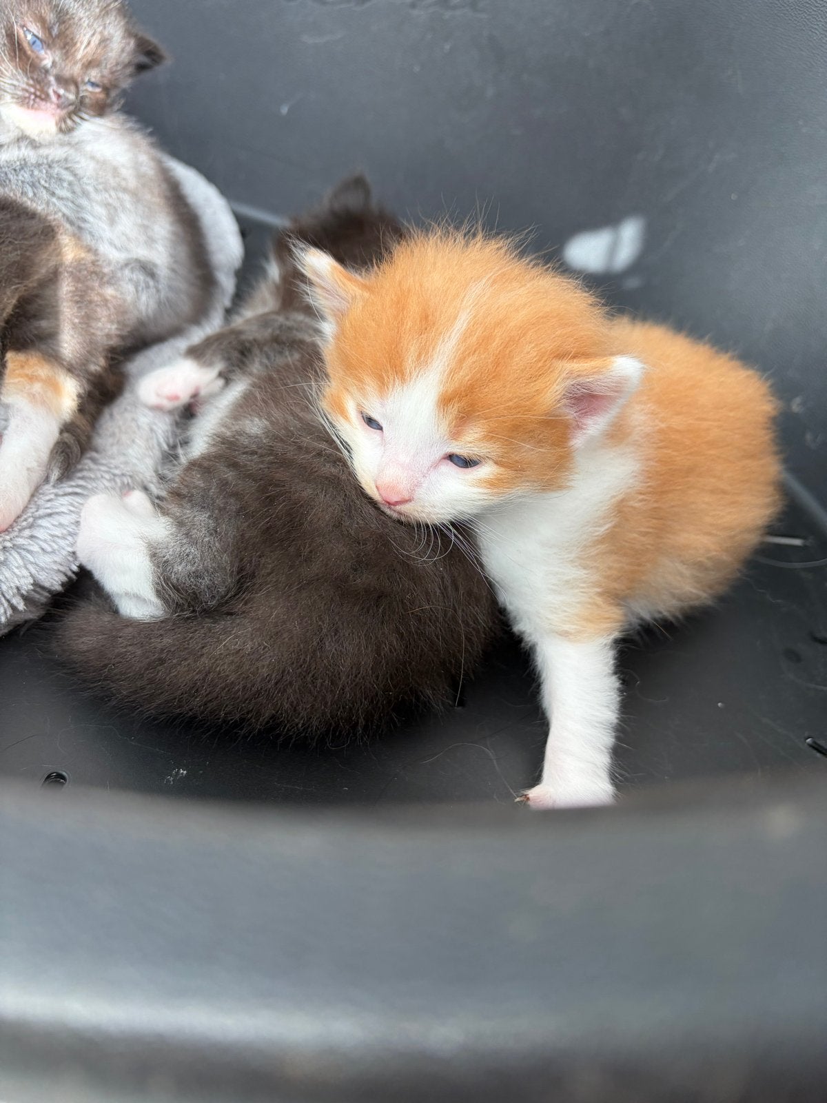 Maincoon/ragdoll, Meerdere dieren, Ontwormd, 0 tot 2 jaar