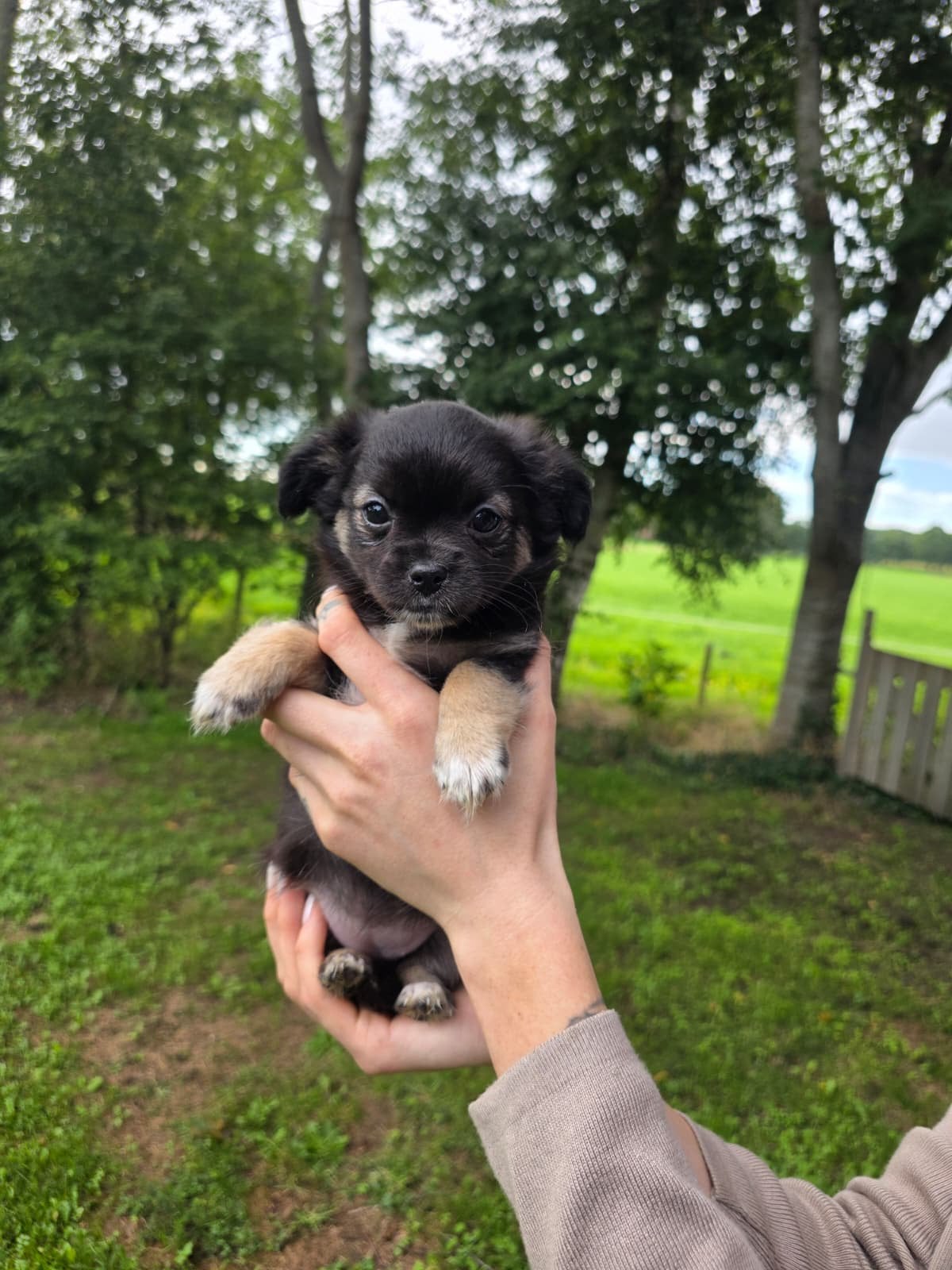 Chihuahua pup 4 reutjes &1 teefje 2 reutjes zijn al vergeven, Parvo, 8 tot 15 weken, Meerdere, Meerdere dieren