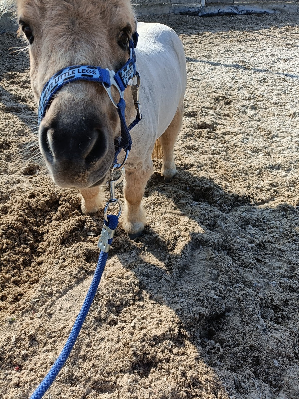 gezocht : betuigde shetlander, Meerdere dieren, A pony (tot 1.17m), Tuigpony, 3 tot 6 jaar