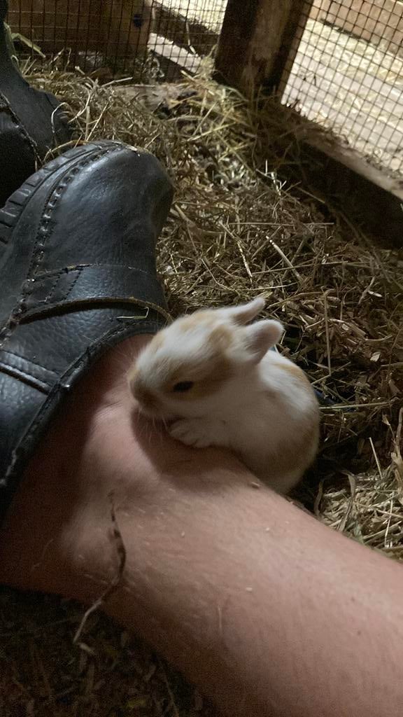 Lionhead konijnen zoeken een nieuw huisje, Mei, Meerdere dieren, Overige typen, Tam