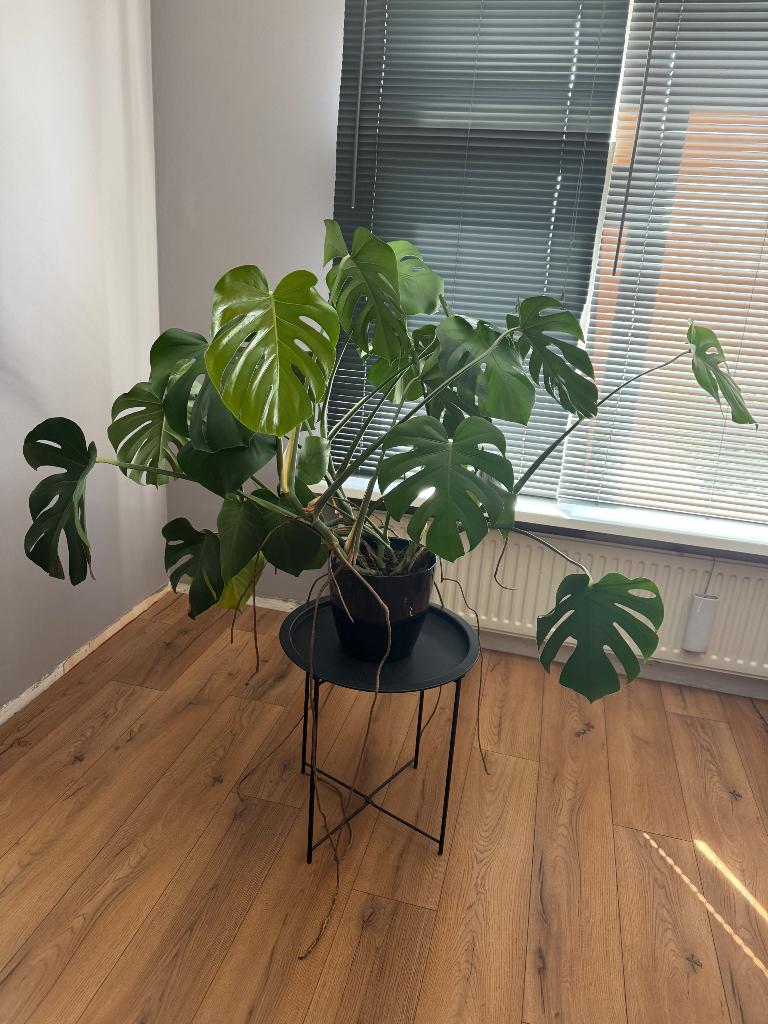 Grote Monstera plant, Ophalen, Overige soorten, Volledige schaduw