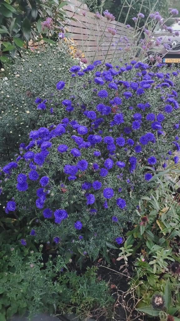 Aster planten - blauwe en witte  Price per 5, Tuin en Terras, Planten | Tuinplanten, Ophalen, Eenjarig, Overige soorten, Volle zon