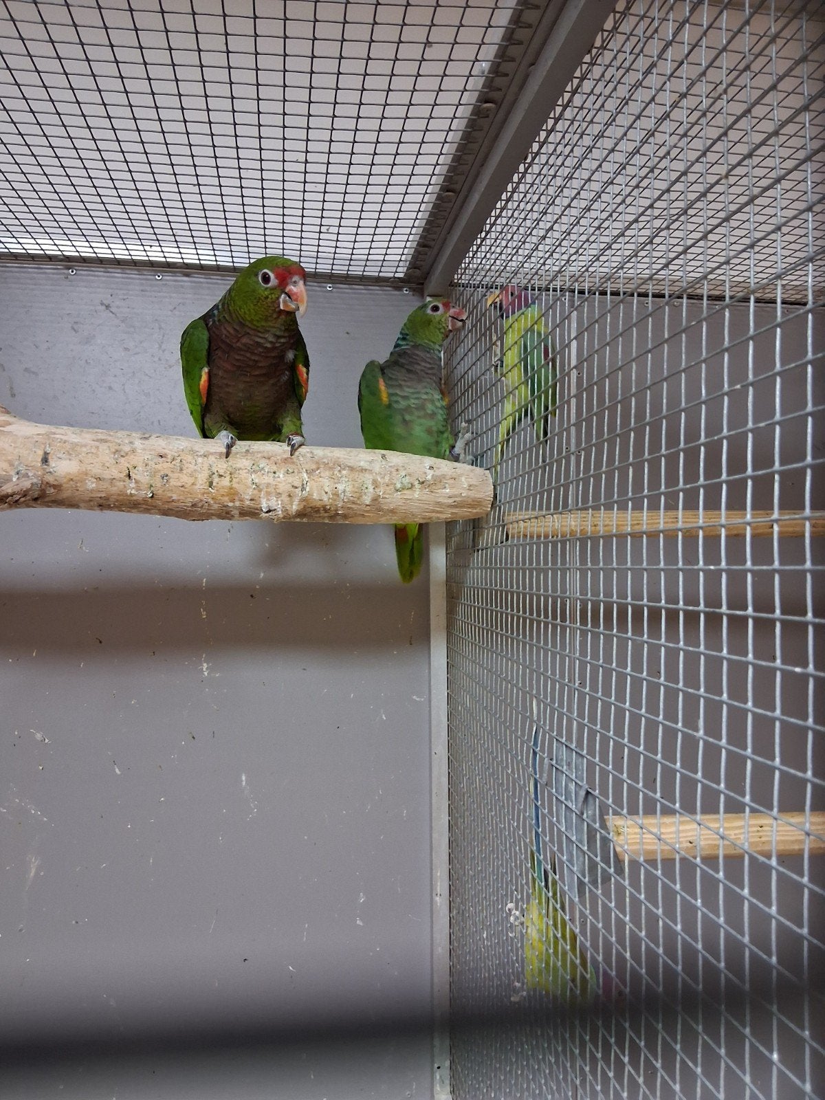 Mooi koppel wijnborst amazone papagaaien, Dieren en Toebehoren, Vogels | Parkieten en Papegaaien, Meerdere dieren, Papegaai