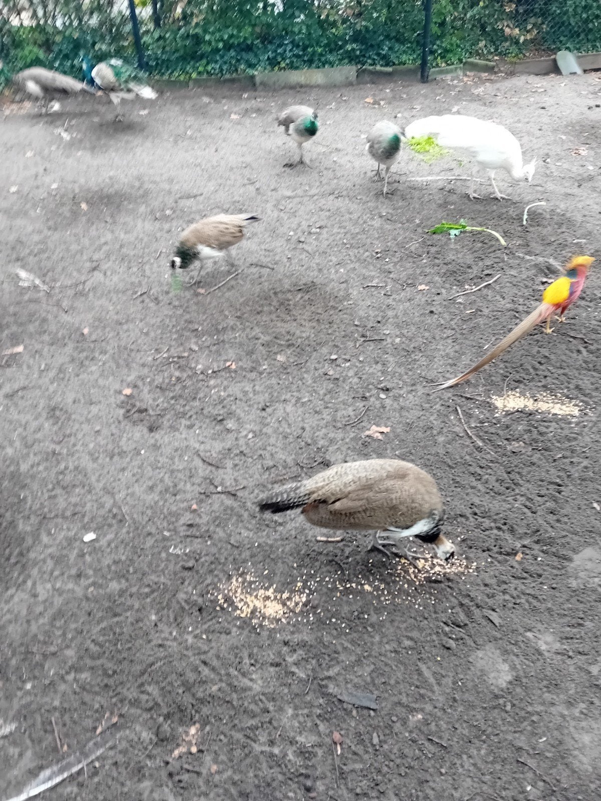 pauwen, Dieren en Toebehoren
