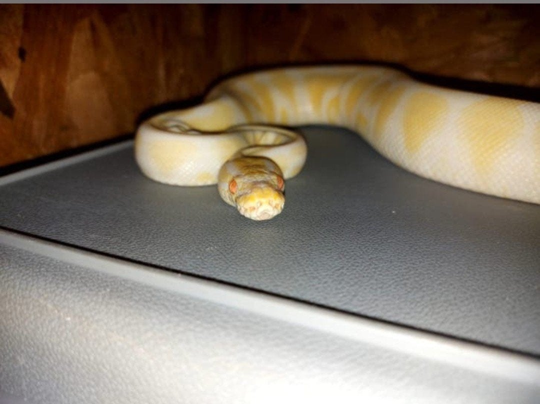Koppel Ball Pythons, Slang, 3 tot 6 jaar