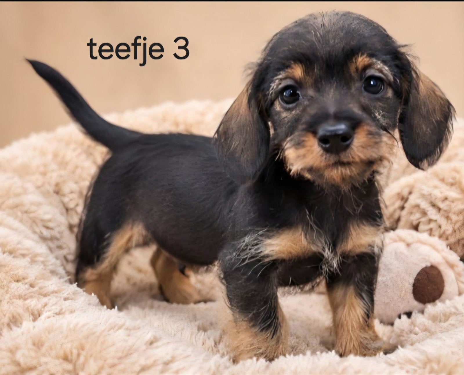 super mooie kaninchen ruwhaar teckel pups (tekkel), Kaninchen, 8 tot 15 weken, CDV (hondenziekte), Meerdere