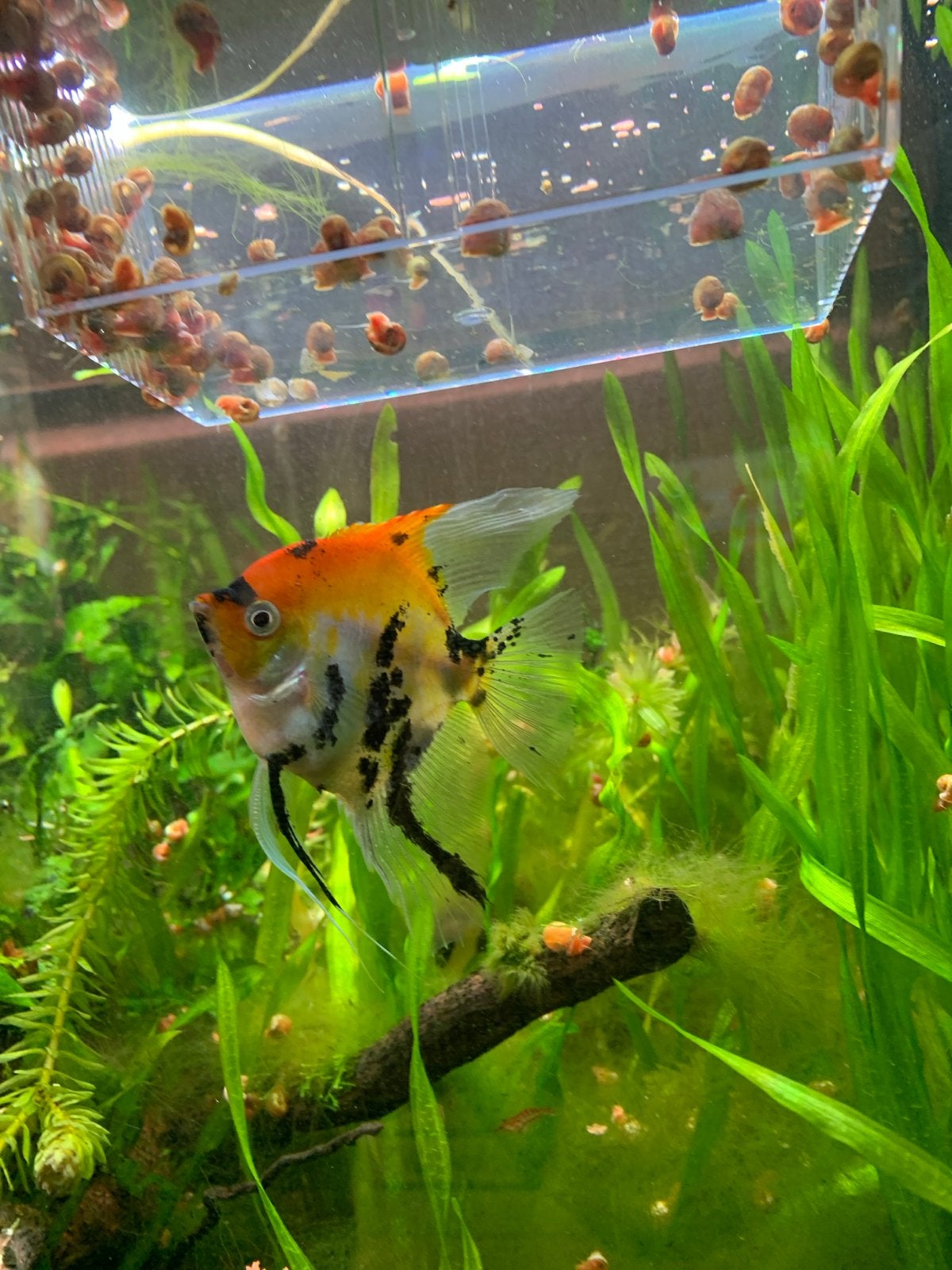 Maanvis, Dieren en Toebehoren, Vis, Zoetwatervis